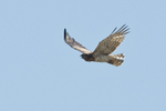 Short-toed Snake Eagle