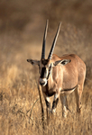 East African Oryx