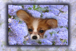 Blueblossom puppy