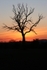 Sunset Tree