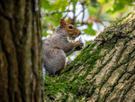 Grey Squirrel