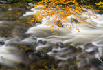 River Shimna at Tollymore Forest Park, Northern Ireland.