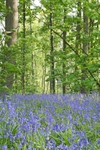 <center>Martlesham Bluebells</center><br>