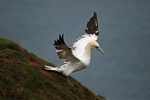Gannet