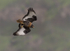 Jackal buzzard