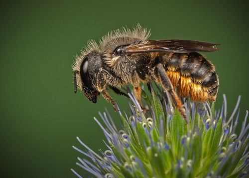 [i]Osmia leaiana[/i] female on a flower. Warwickshire, August 2012.