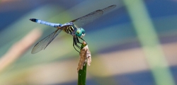 Dragonflies _0028