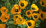 Yellow Tulips