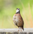 Bobwhite