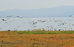 White Pelicans