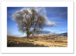 Tree of Badyo ♦ PERTHSHIRE