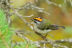 Golden-crowned Kinglet portfolio