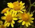 Oxford Ragwort