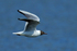 Black-headed Gull in flight at Farmoor