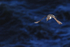 Guillemot flying, dark blue sea background, Flamborough Head