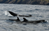 False killer whales