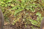 SBM_000913