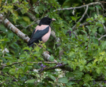 Rose Coloured Starling
