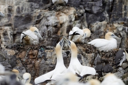 Gannets_0004