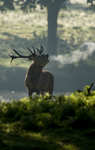 RED DEER