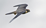 Hobby