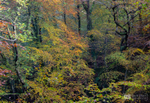 Welsh rainforest, Snowdonia