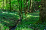 Bluebells by the Stream