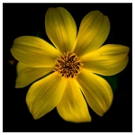 Flowers - Studio Series-7