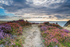 Ravenscar cliff Heathers