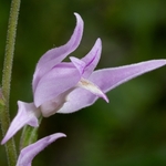 Red Helleborine (Cephalanthera rubra) 