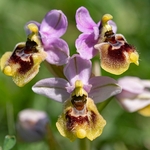 Sawfly Ophrys (Ophrys tenthredinifera). Illustrated is what is sometimes called ssp neglecta.