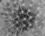 Dandelion Head