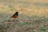 Black Redstart, Bandhavgarh, Madhya Pradesh, India