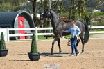 Selection from the Trot Up portfolio