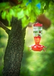 Hummingbird Haven