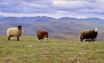 Sheep on Helvellyn