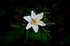 Wood Anemone