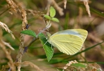 Small White