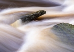 Clough Brook, Wildboarclough