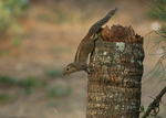 Three Striped Palm Squirrel (India)