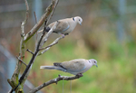 Collared Doves