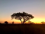 Acacia Sundown, SA