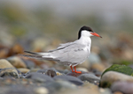 Common Tern - Sterna hirundo