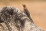 Yellow Billed Oxpecker
