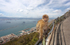 Barbary Macaques on the Rock of Gibraltar