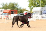 Class 702 - IH Show Horse - Pony portfolio