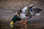 Mallard Duck at waters edge