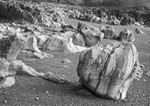 0593 - White Rocks