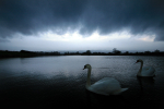 Swan Lake _S071