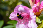 Bee on a pink Rhododendron - DSC_7504_00007